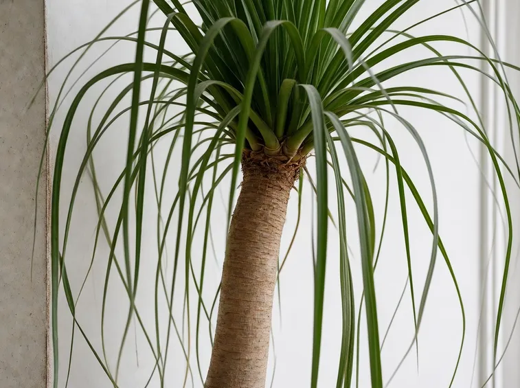 foglie beaucarnea