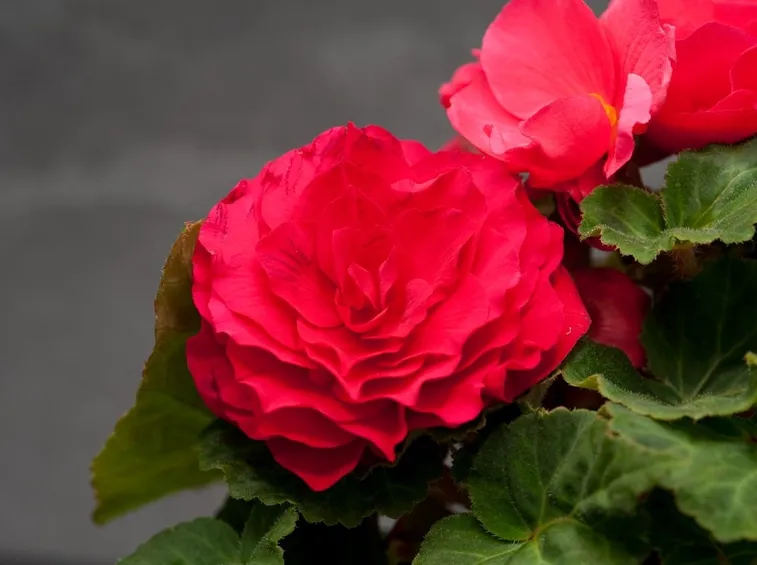 Begonia tuberhybrida