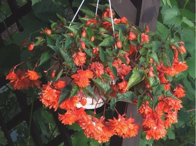 Begonia evansiana