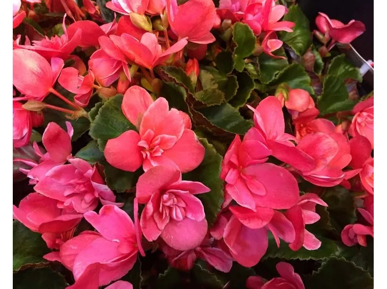 Begonia elatior
