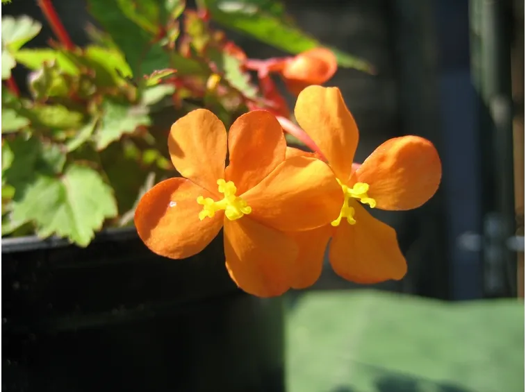 Begonia sutherlandii