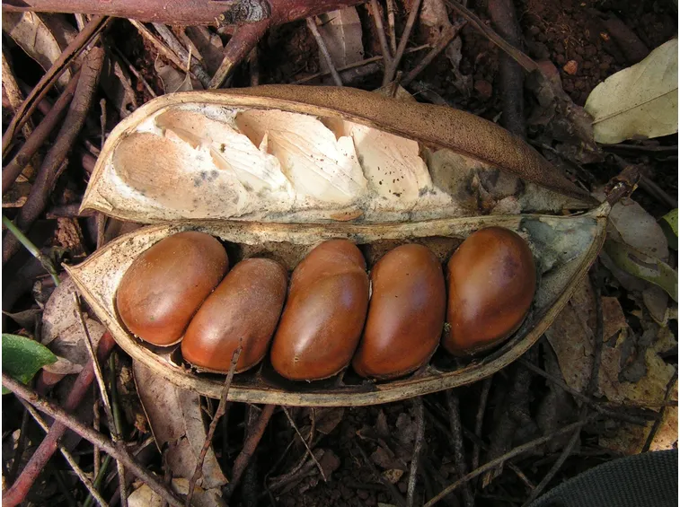 castano