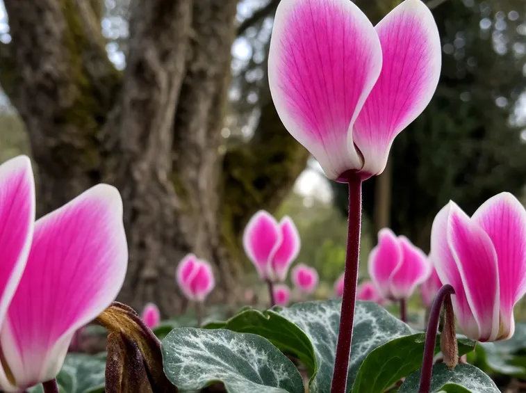 Cyclamen persicum