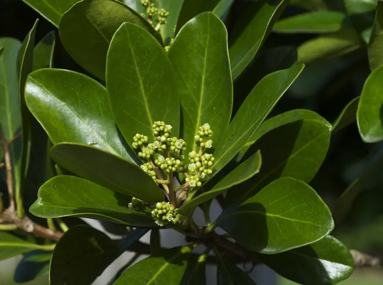 Cornycarpus laevigata