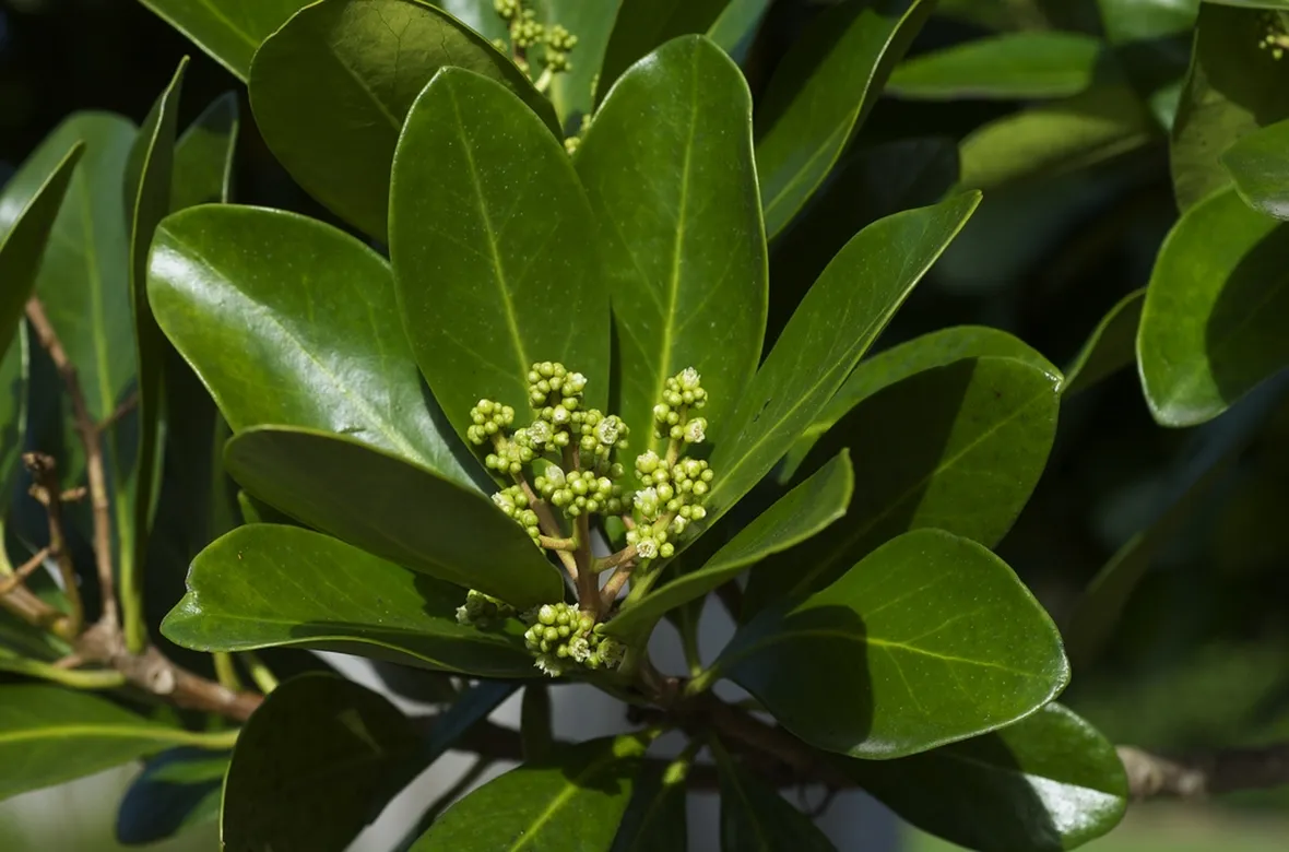 Cornycarpus laevigata