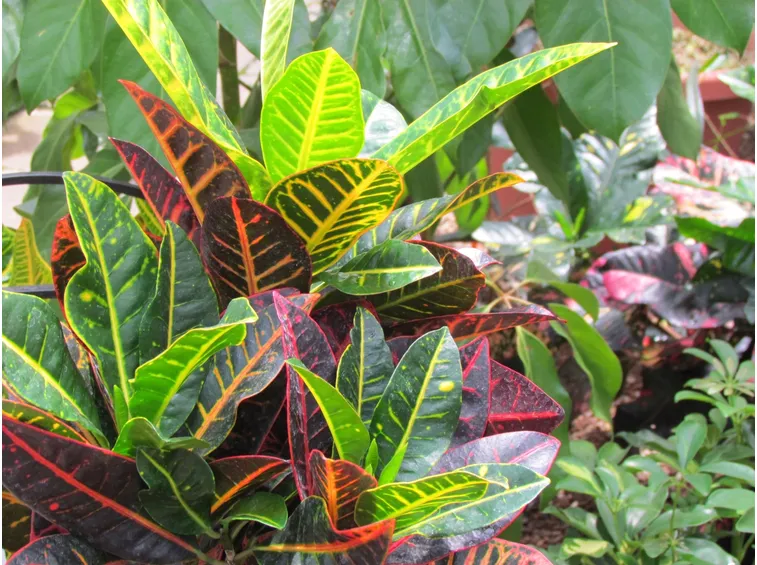 croton pianta