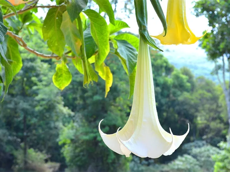 Datura fiore