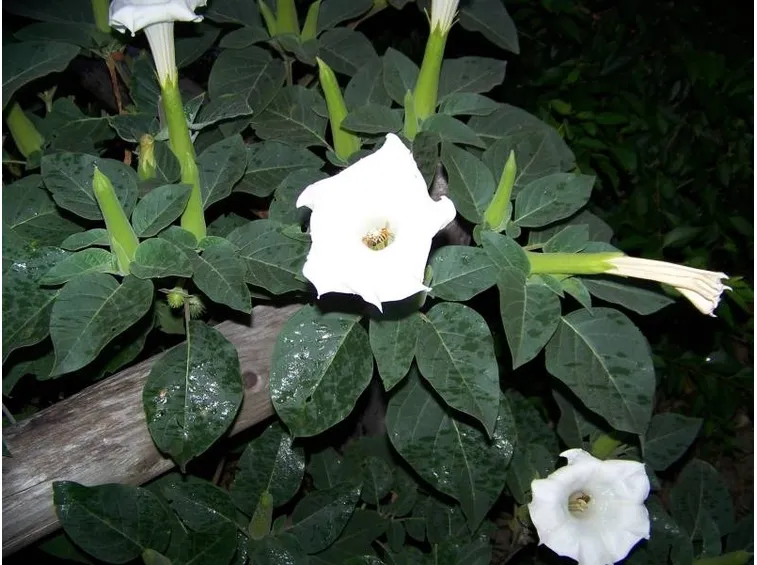 fiori bianchi datura