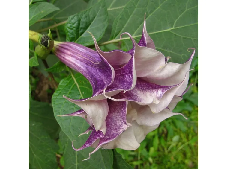 fiore di datura