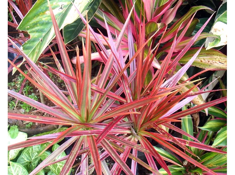 dracena del madagascar