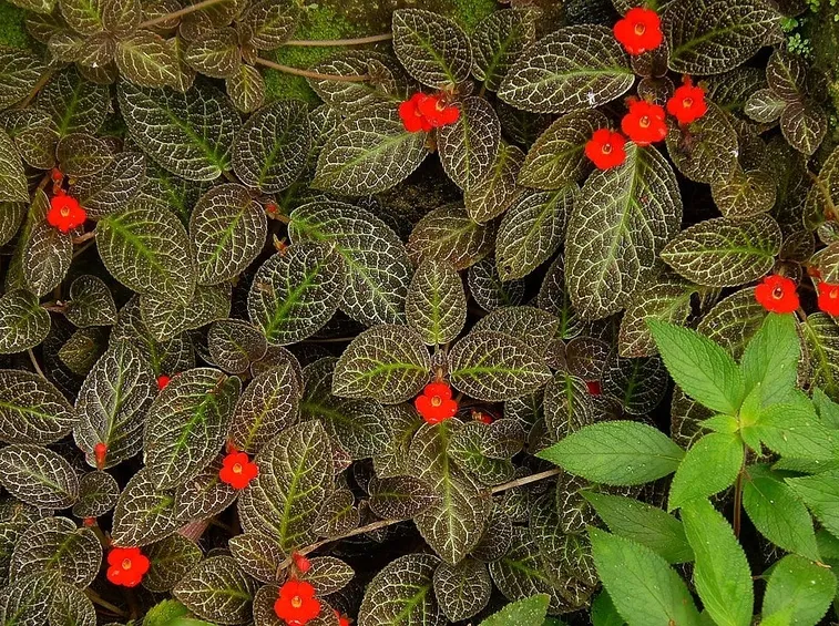 episcia