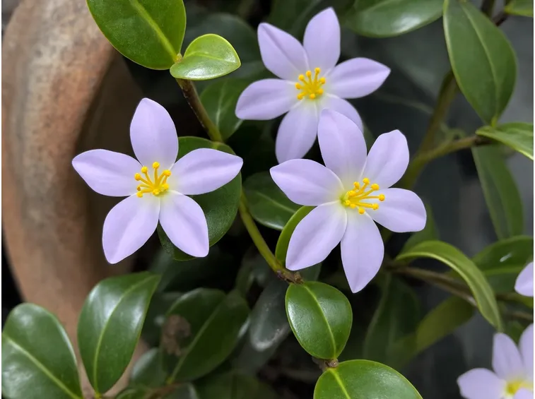 fiore Exacum