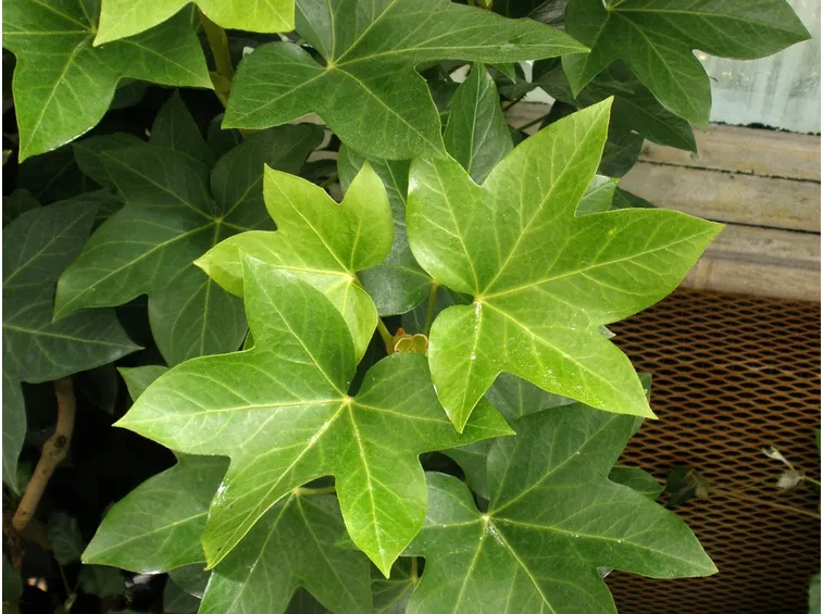 fatshedera lizei