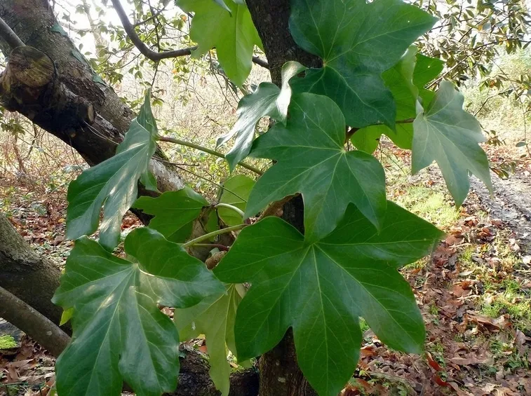 foglie fatshedera