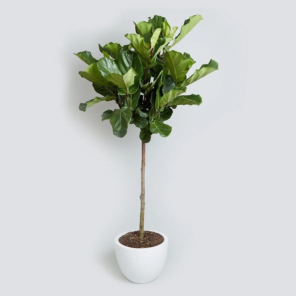 ficus