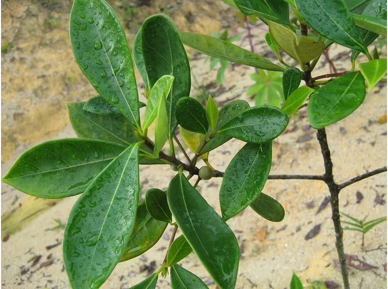 ficus deltoidea foglie