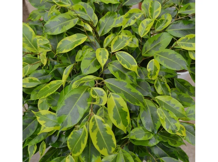 Esposizione ficus