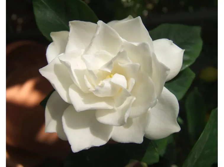 Gardenia 
