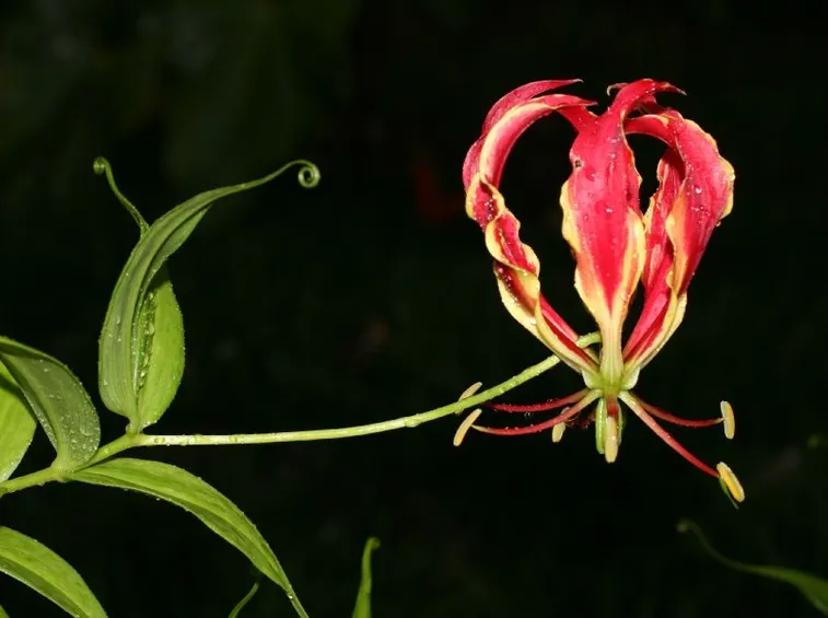 Gloriosa rothschildiana