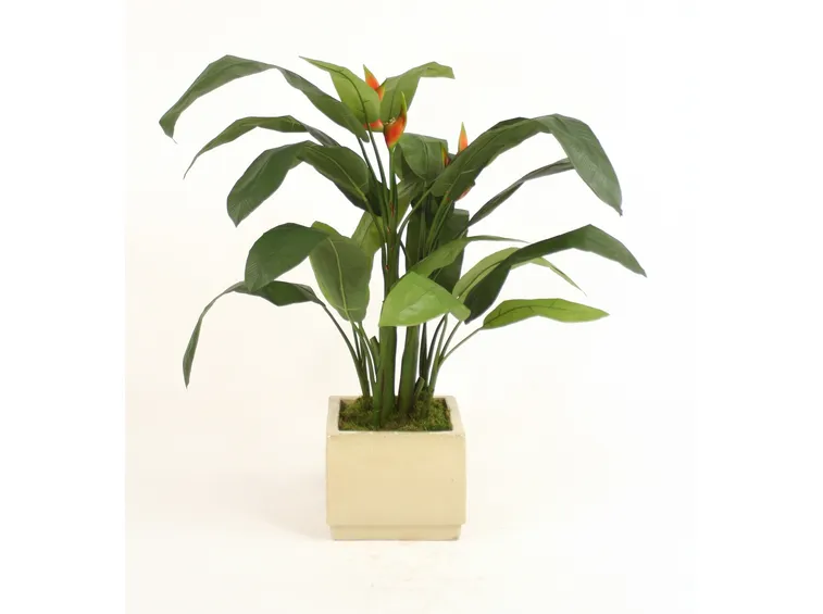 heliconia