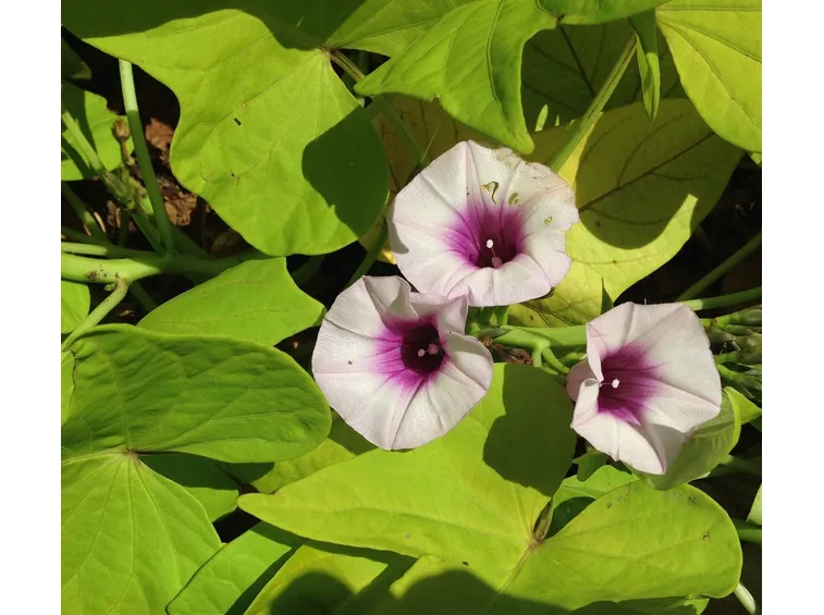 Patata americana