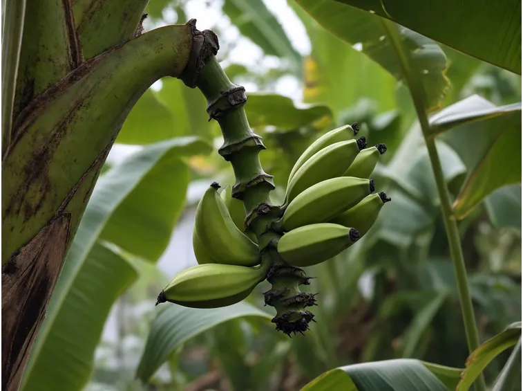 frutti musa ornata