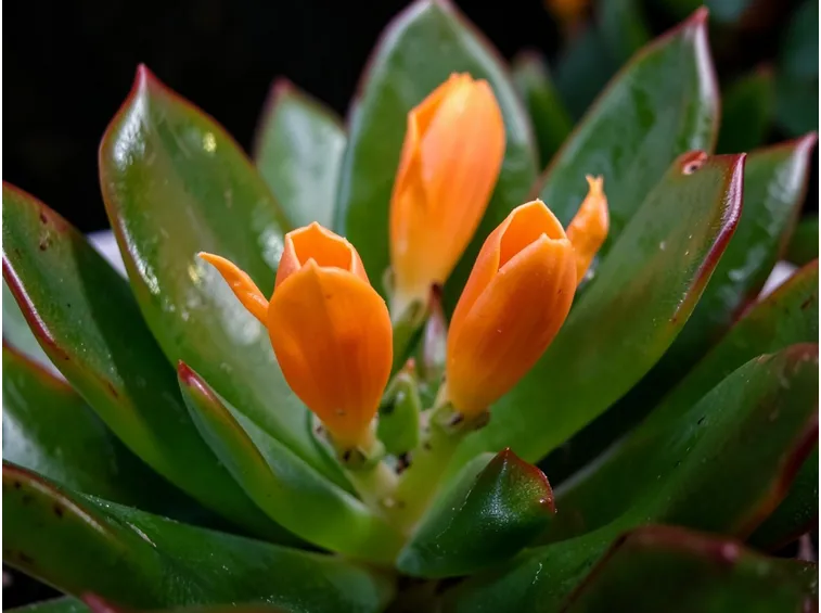 Nematanthus gregarius