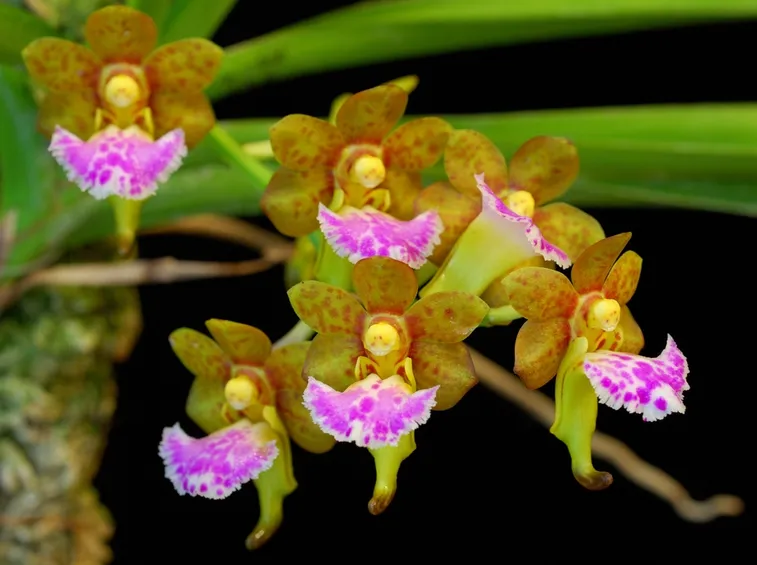 Aerides flabellata