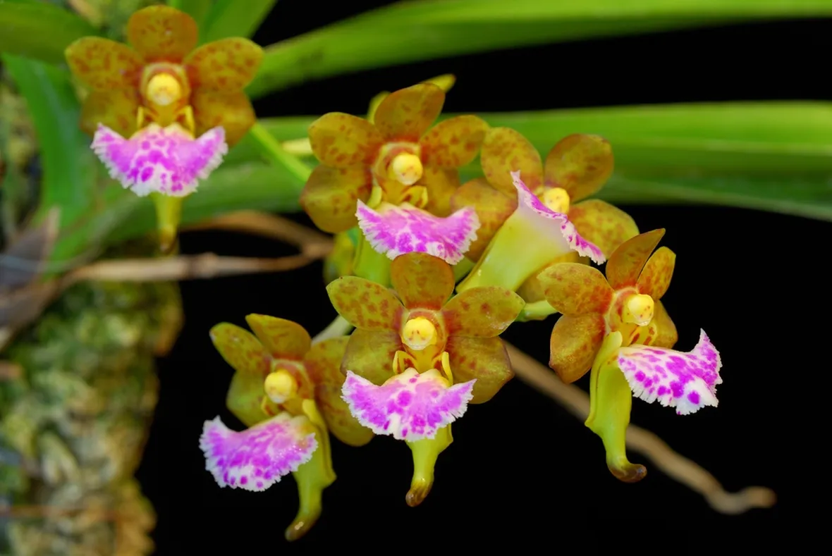 Aerides flabellata