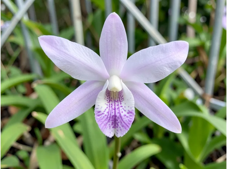 orchidea barkeria spectablis