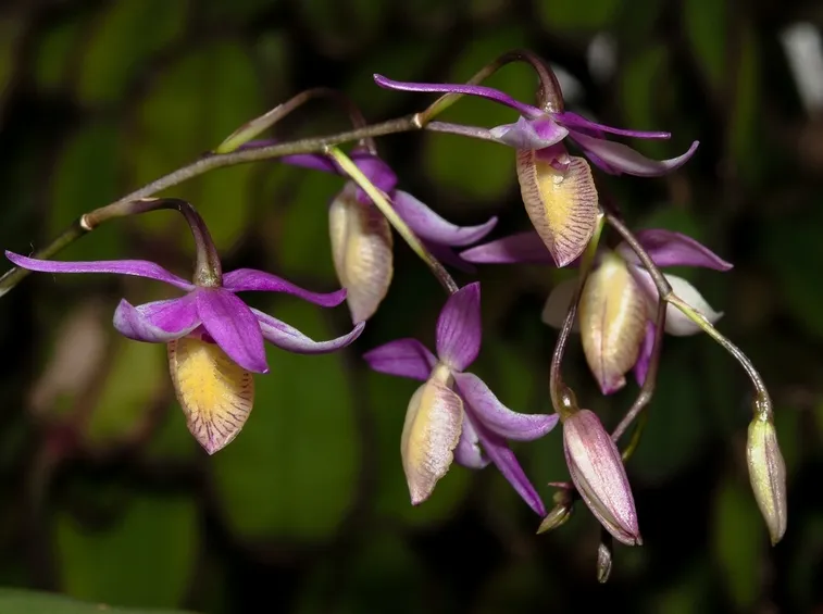 barkeria fiori