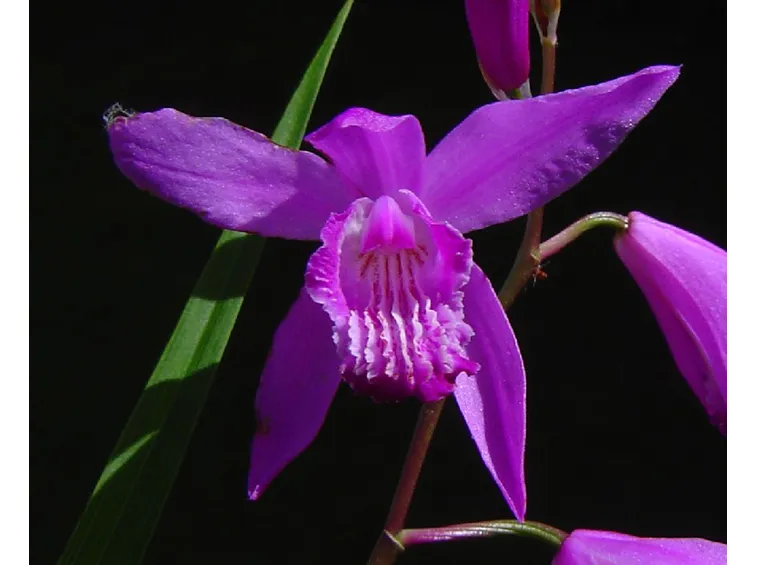 Bletilla striata