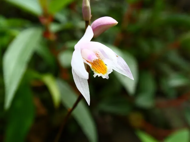 Bletilla formosana 