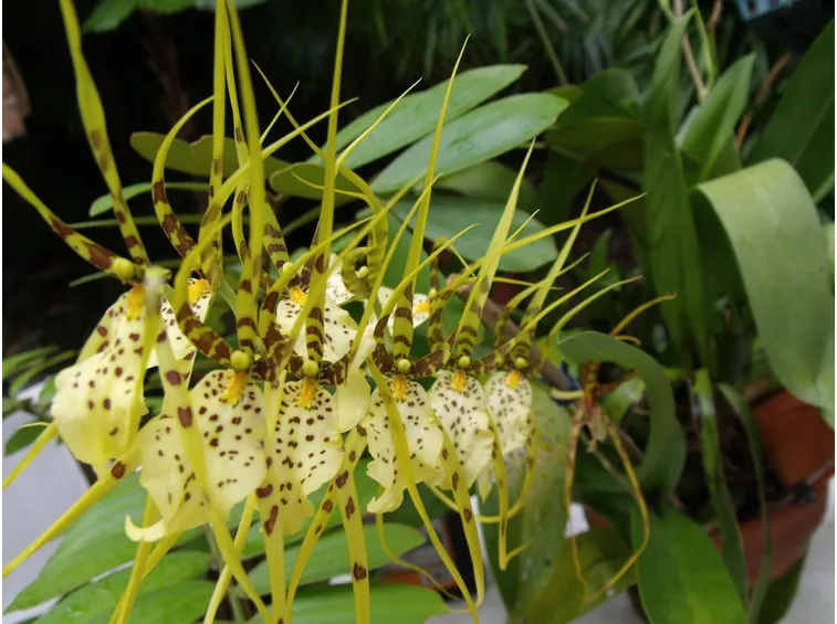 orchidee brassia