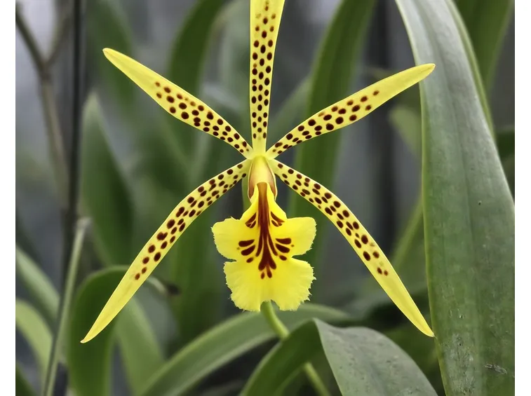 Brassia ibrido