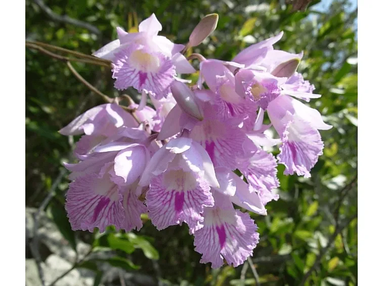 Broughtonia lindenii