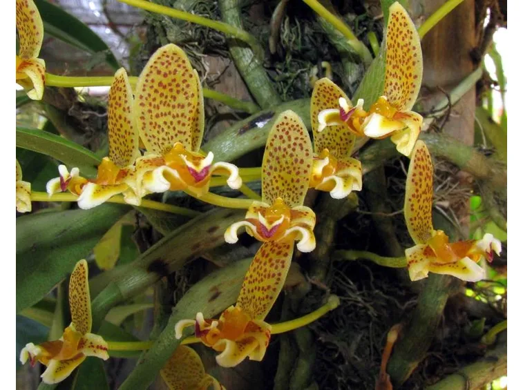 Bulbophyllum monanthum