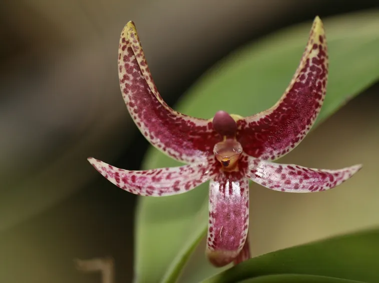 Bulbophylllum patens