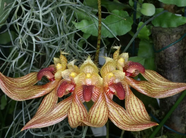 bulbophyllum annandalei