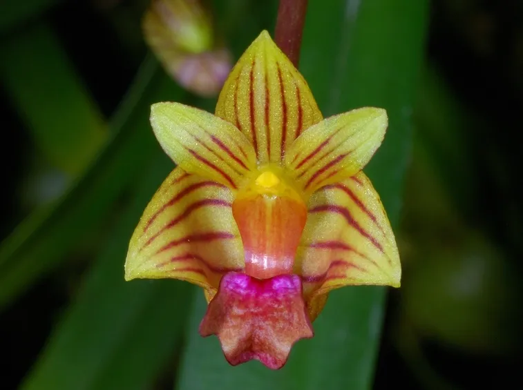 bulbophyllum capillipes