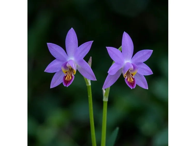 Caladenia quadrifaria