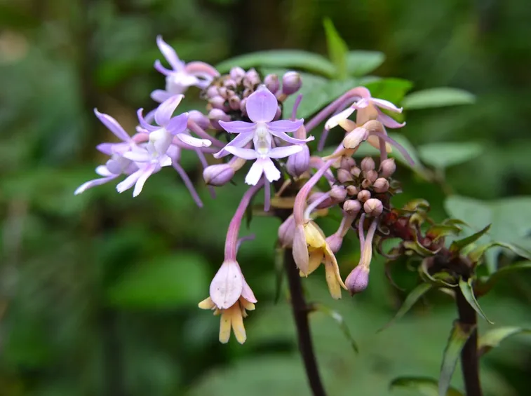 Calanthe triplicata