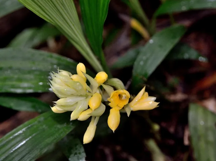 Calanthe densiflora
