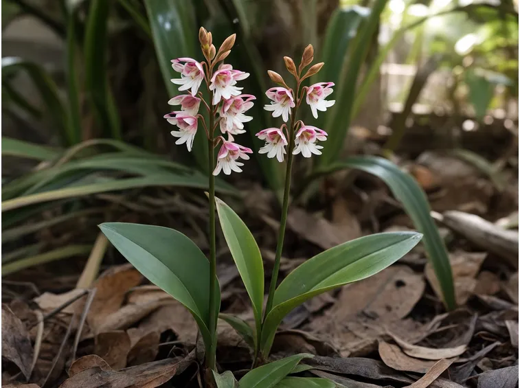 Calanthe discolor