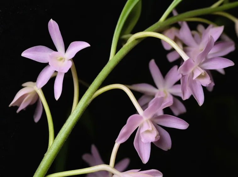 Calanthe rubens