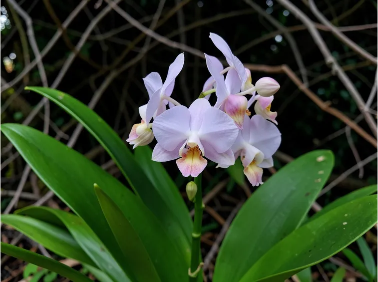 Calanthe sylvatica