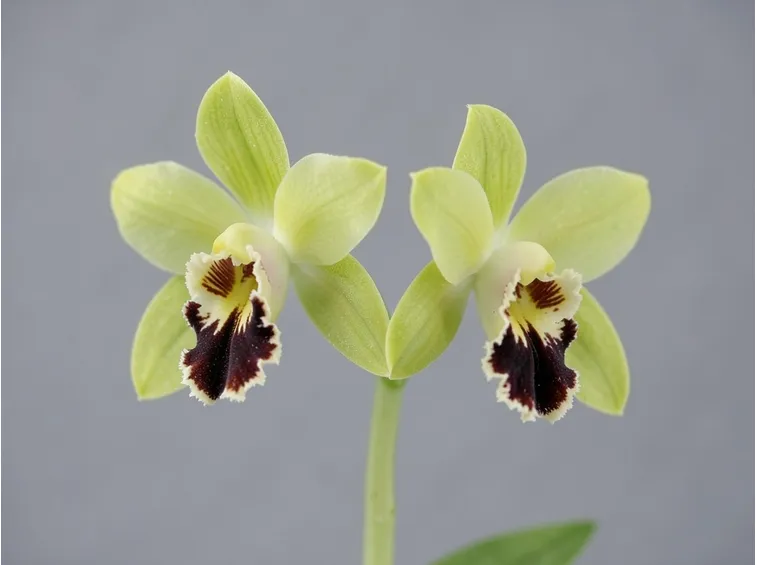 calanthe tricarinata