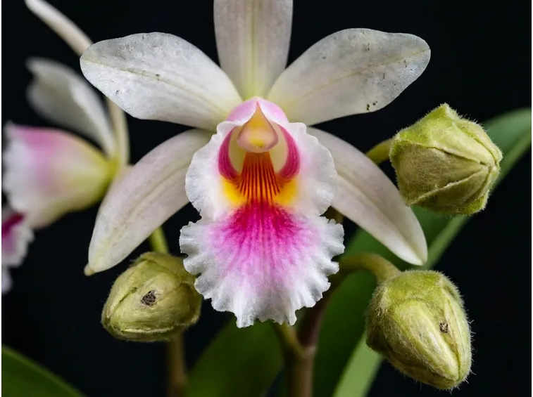 calanthe vestita