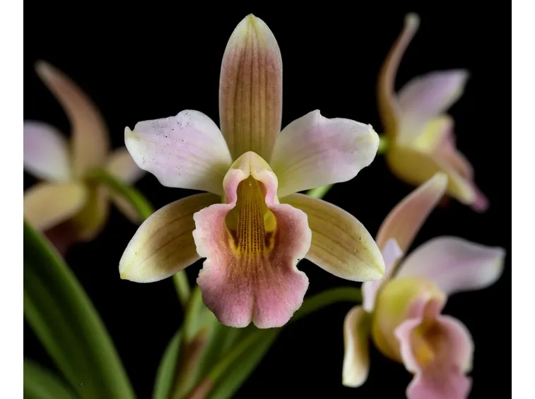 calanthe