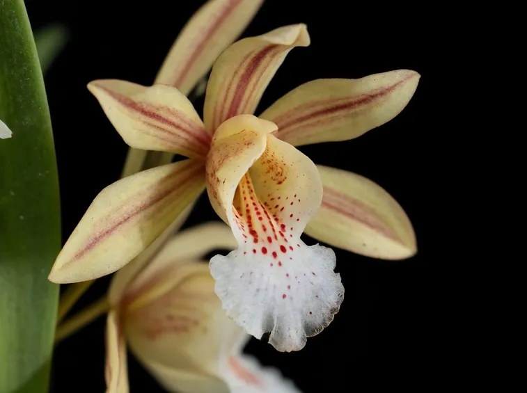pianta Chysis